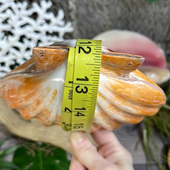 XL Real Double Closed Polished Lion Paws Shell White Coral Purple Beach Coastal - Picture 17 of 17